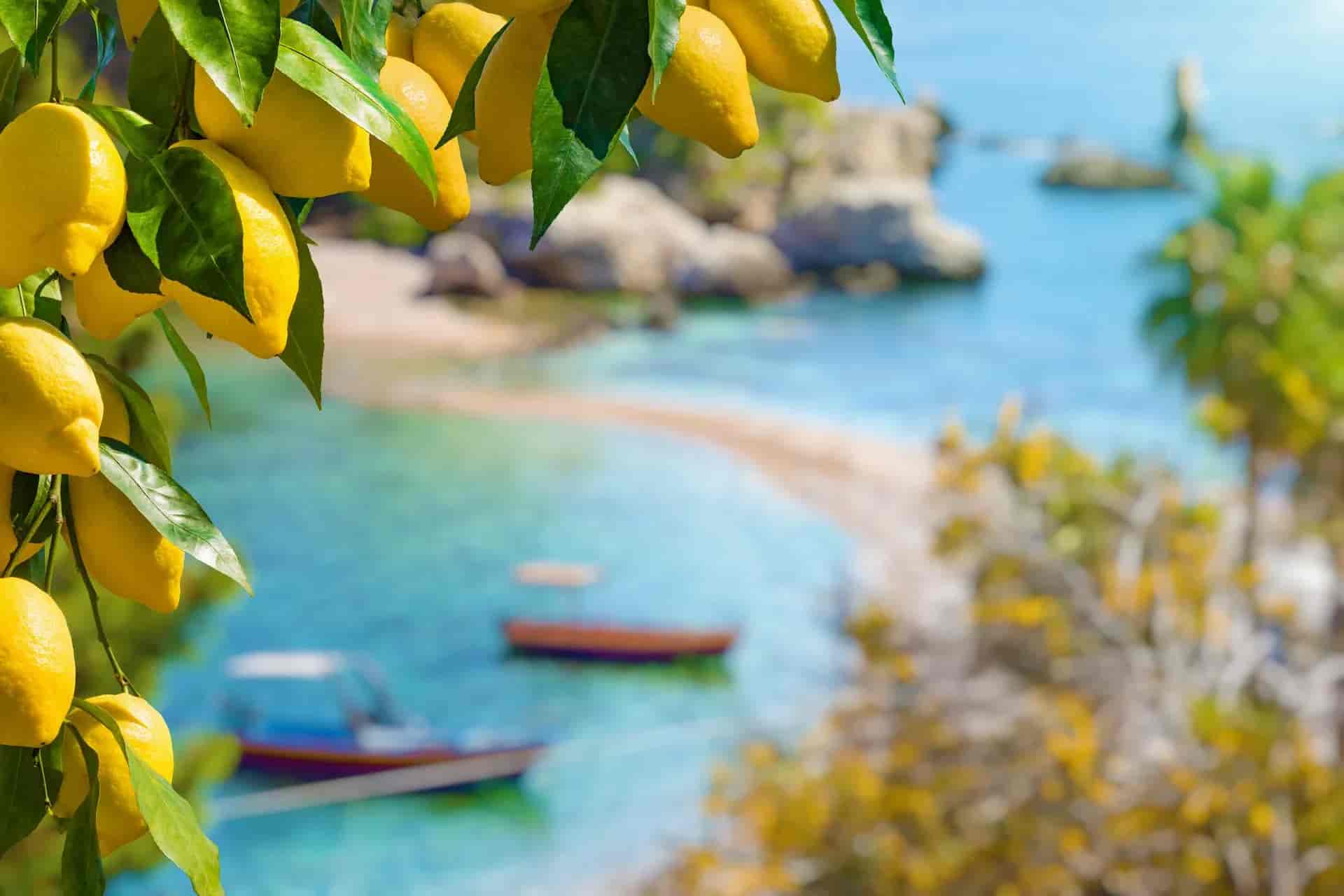 Lemons on a branch overlooking boats in turquoise Mediterranean coastal waters