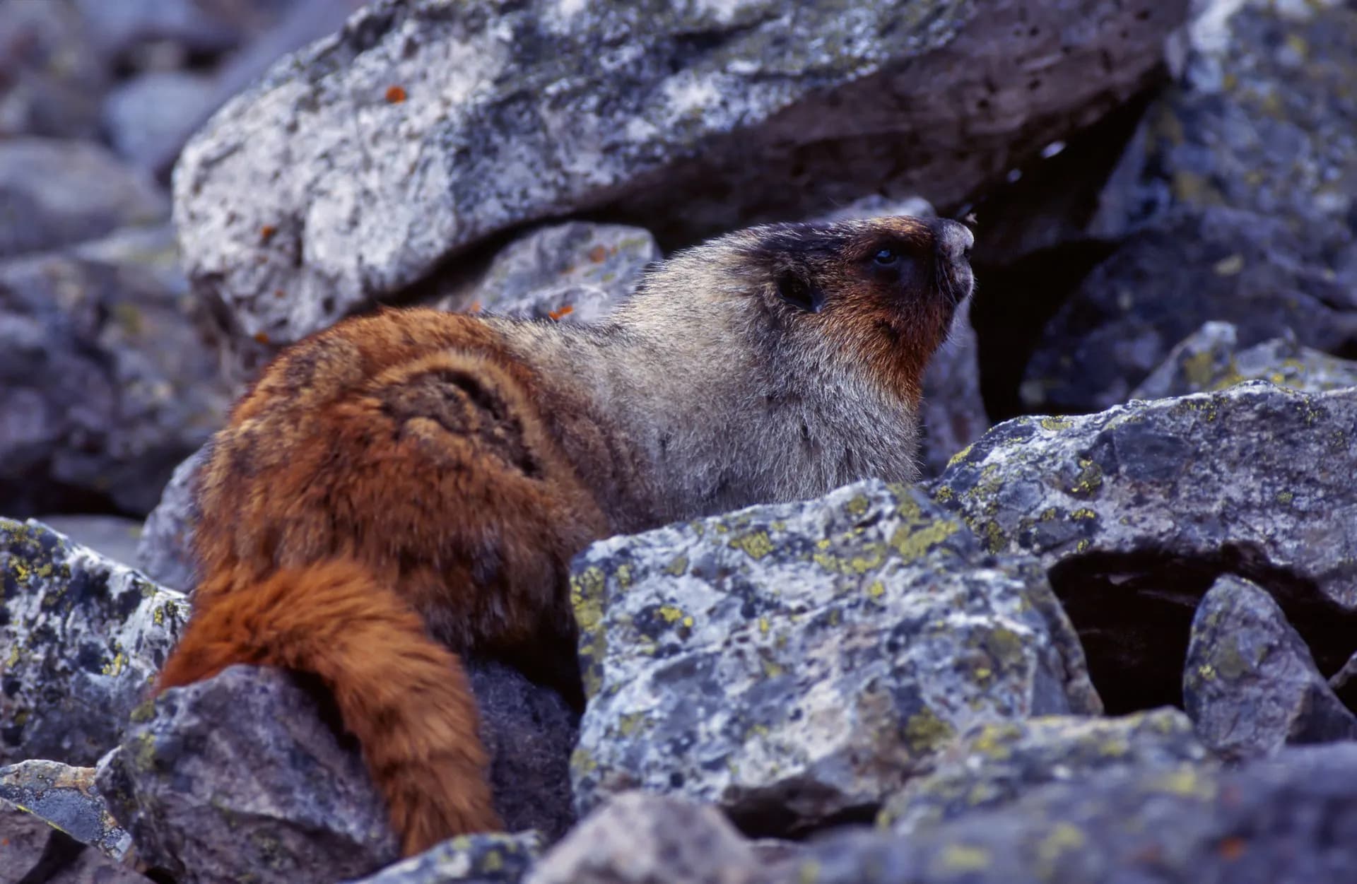 Marmot with brown fur among gray rocks in the Dolomites.