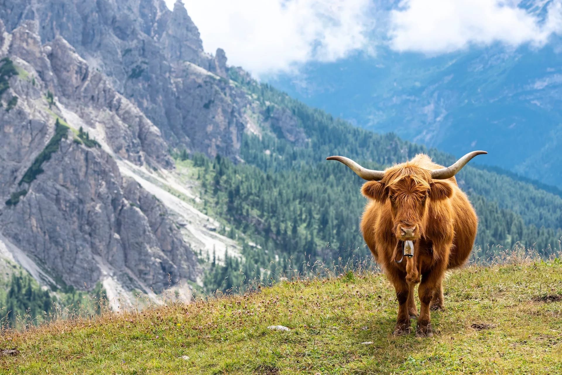 Highland cow with bell grazing on grassy slope near Tre Cime mountains.