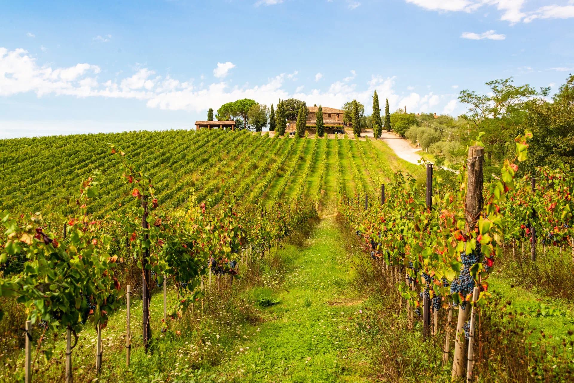 Vineyard rows with ripe grapes leading up to a Tuscan-style farmhouse under a blue sky.