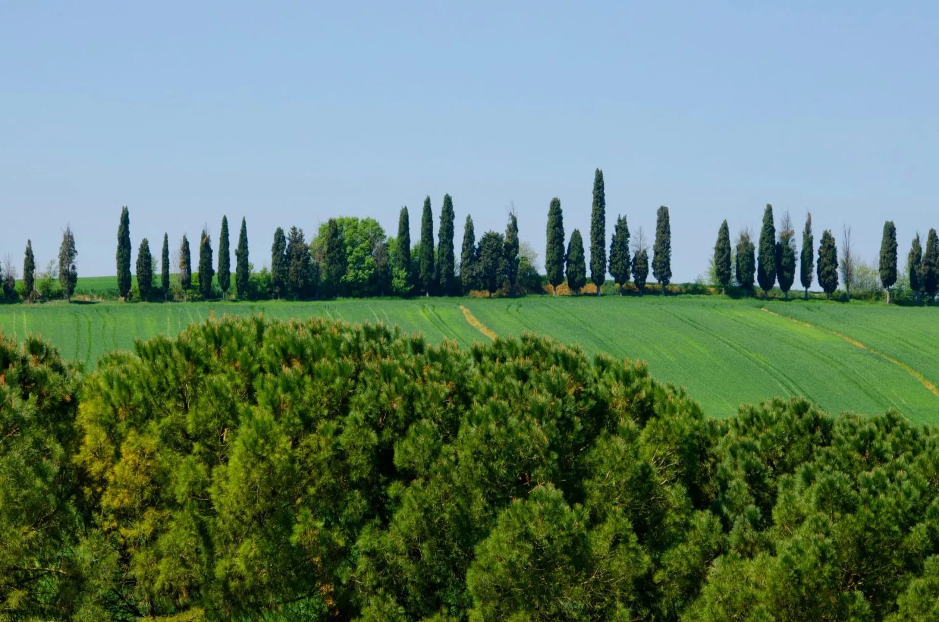 Rolling green fields with cypress trees lining the horizon under a clear blue sky.
