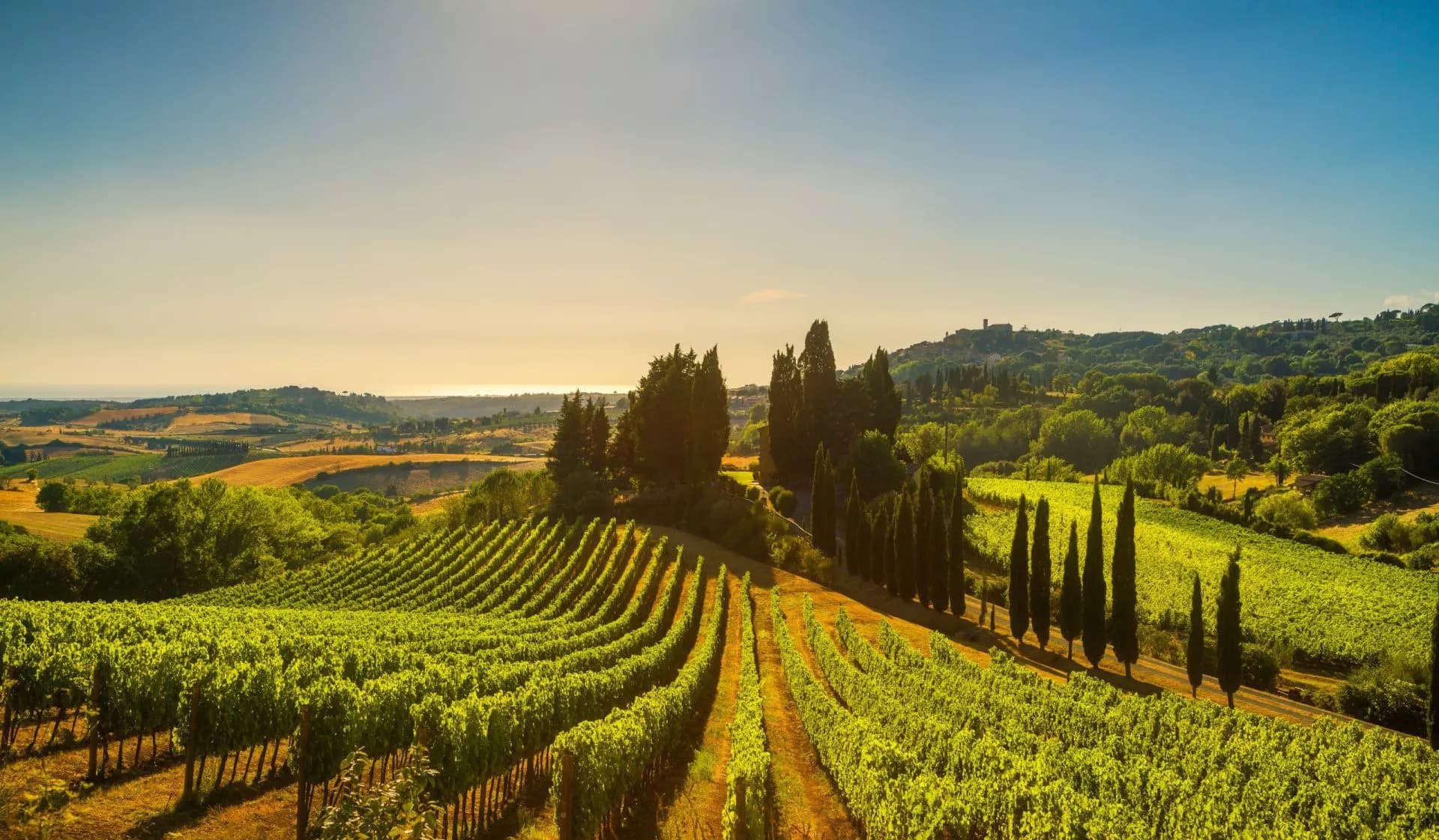 Vineyard rows with cypress trees under bright sun overlooking rolling hills in Tuscany.