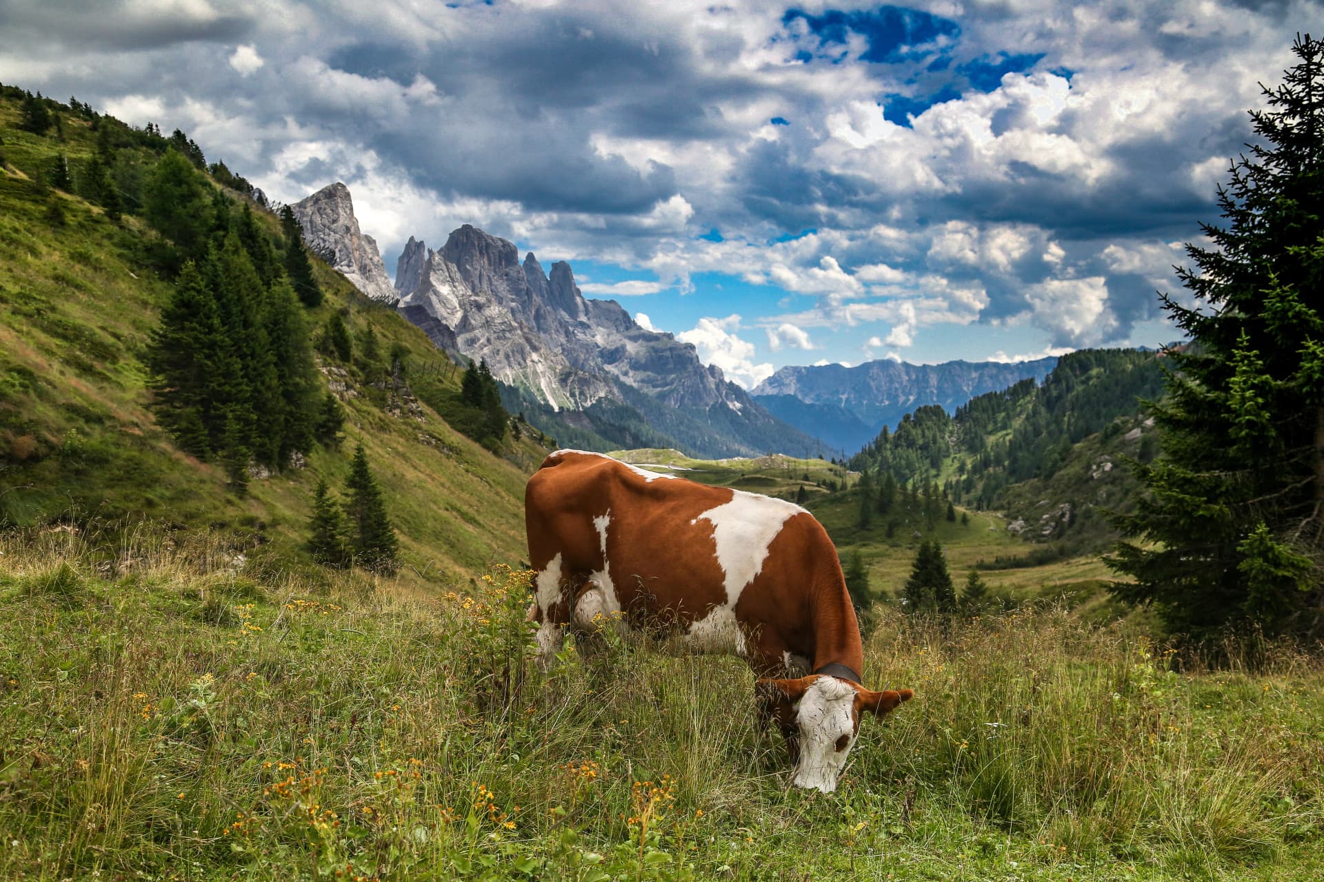 Dolomite chain, Val di Fiemme, walks and mountain view