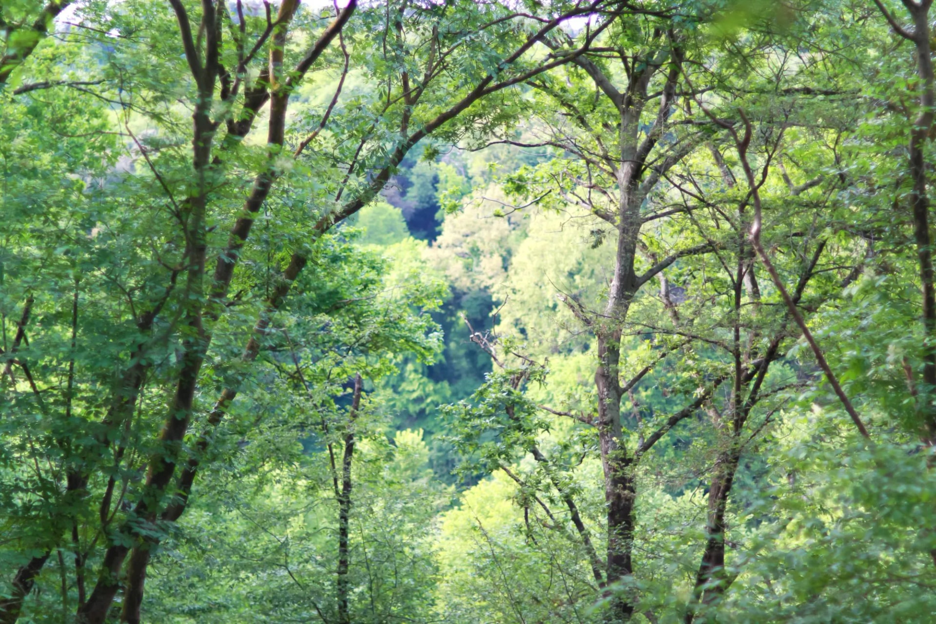 Parco Insugherata (Rome, Italy)
