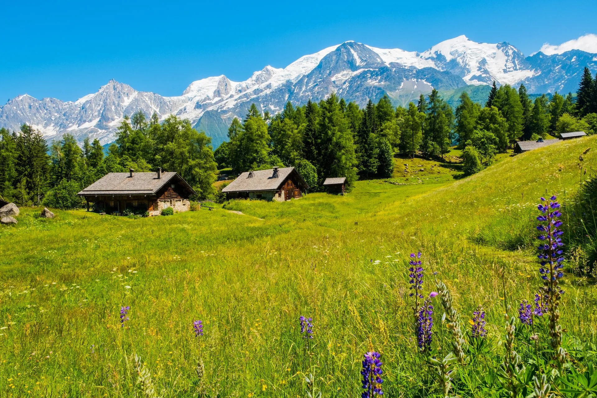 View of Mont Blanc from Charousse Les Houches with wooden chalets in a sunny green meadow.