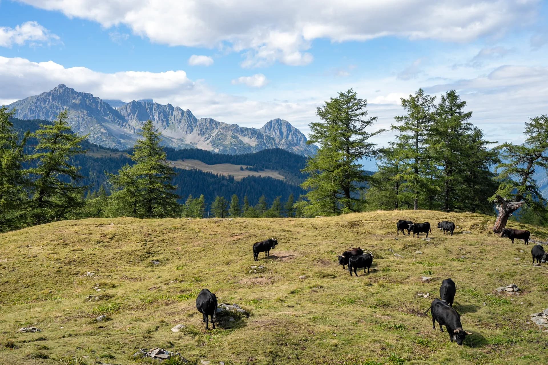Black cattle grazing on grassy alpine pasture with pine trees and rugged mountains.