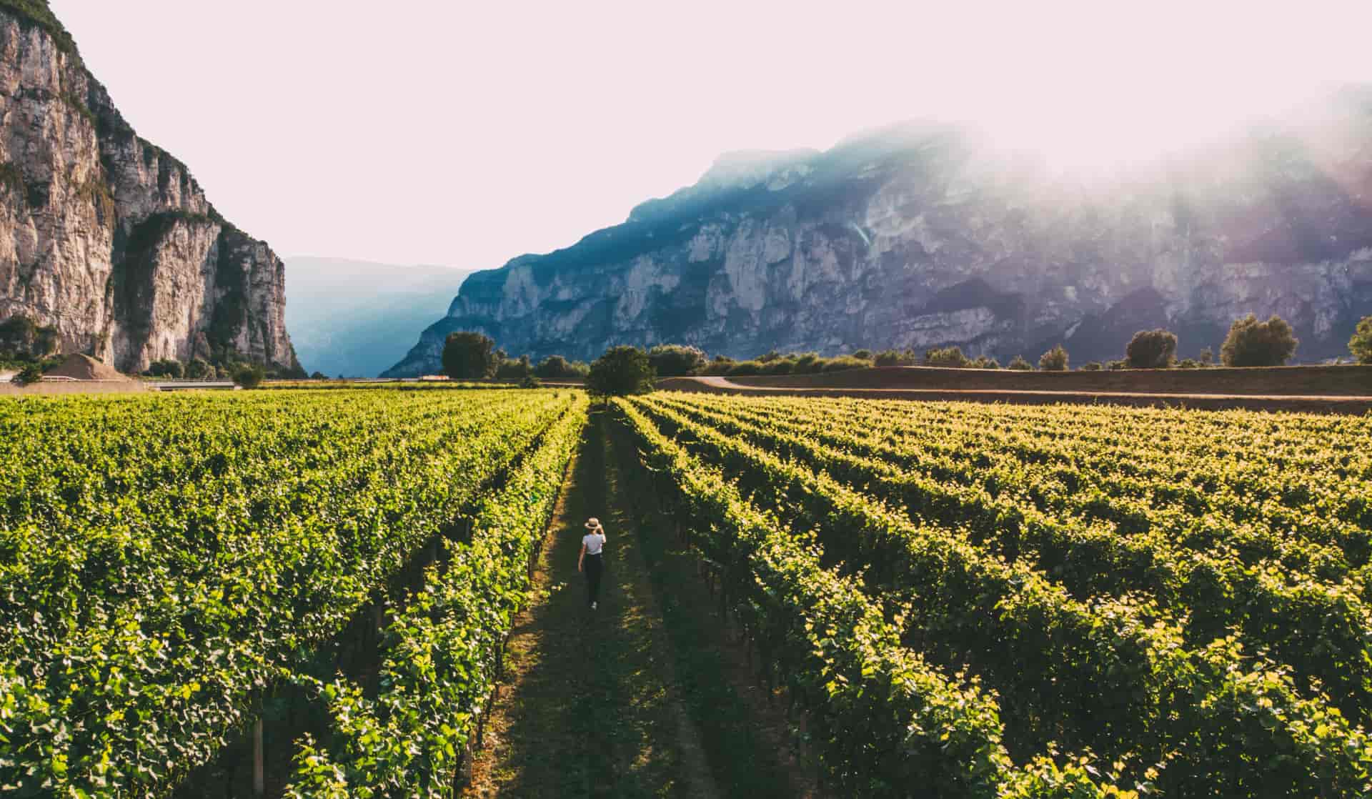 Aerial view of traveler woman in hat stands on large vineyard plantation under beautiful sunset light. Agri tourism tour of Tuscany. Female farmer examines her vineyard site. Wine production region