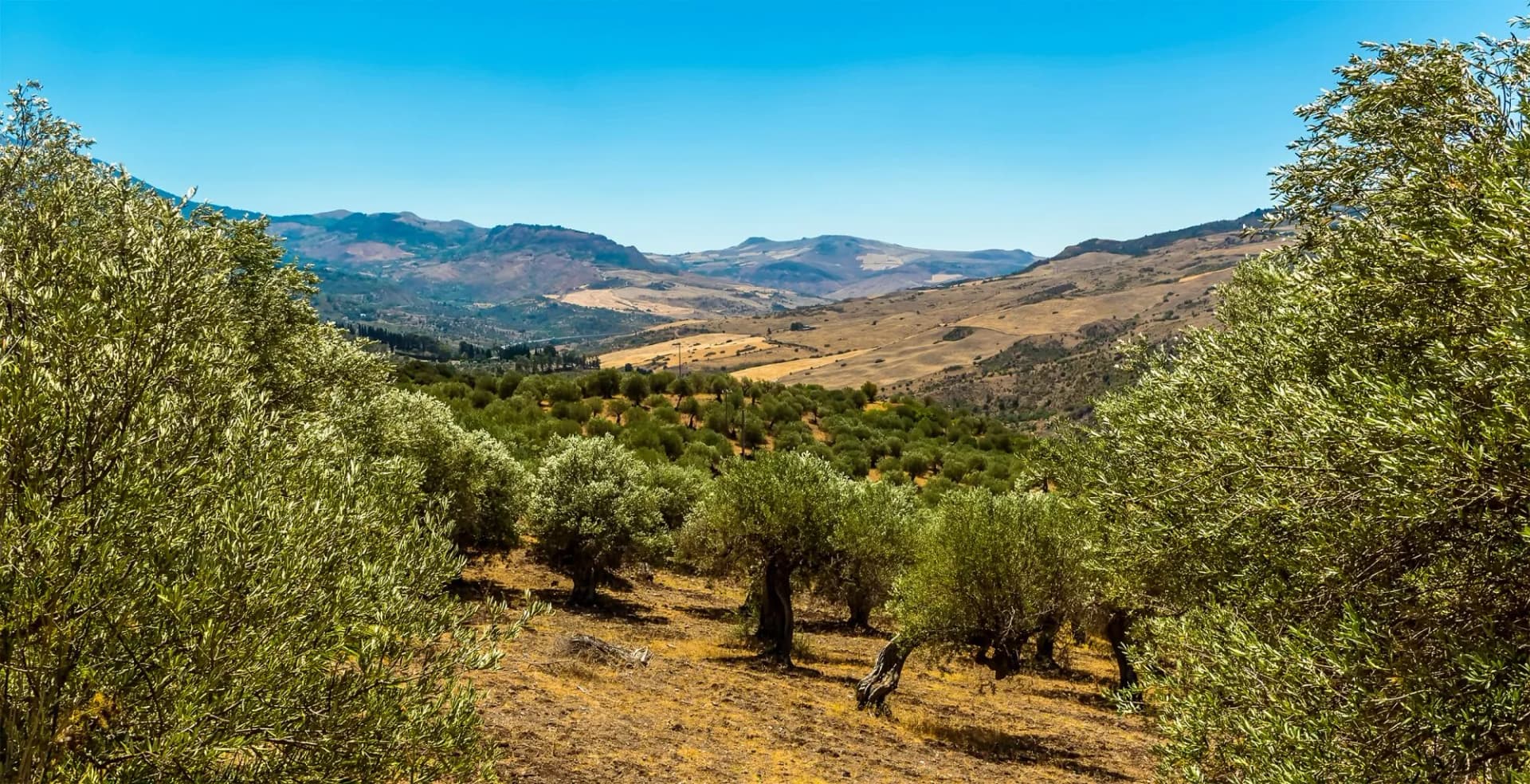 A view from the Madonie Mountains, Sicily across an Olive grove to the valley below in summer