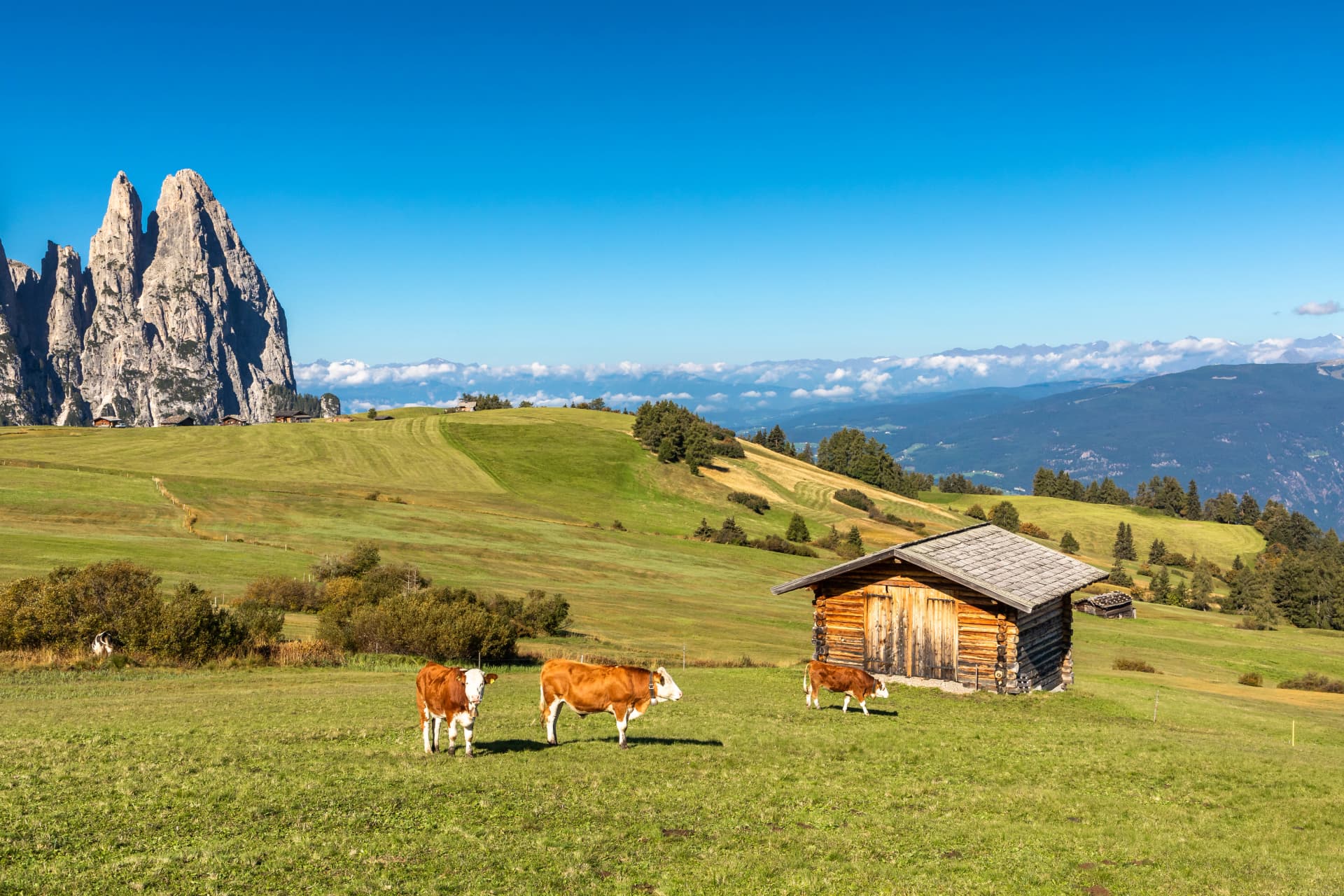 Auf der Seiser Alm, Alpe di Siusi, mit Blick auf den Schlern, Sciliar, Südtirol