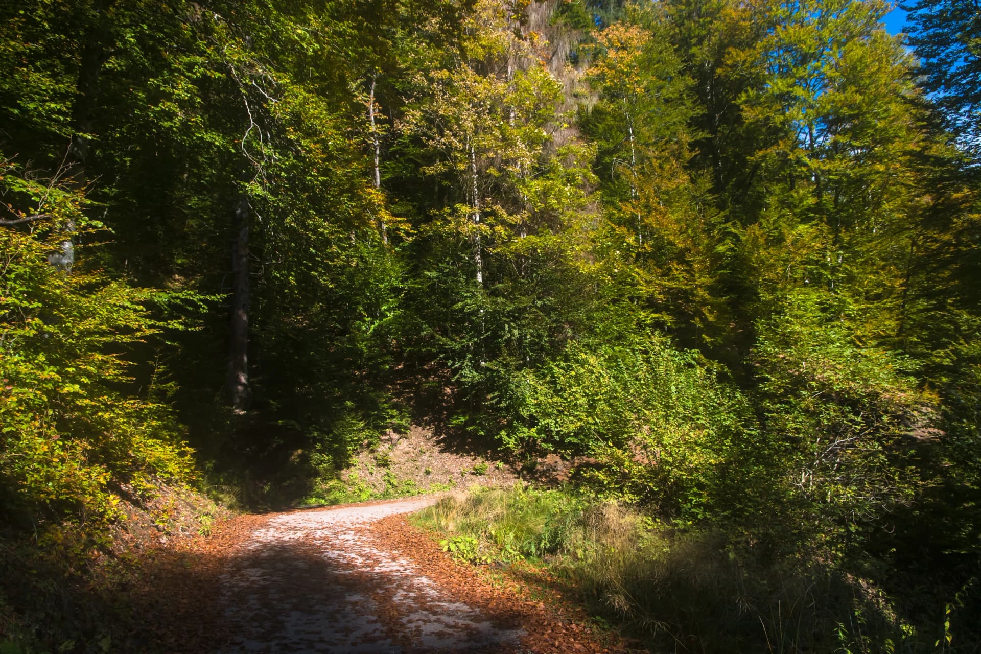 Panorama della strada che porta a Colcerver, borgo della Val di Zoldo, attraversando il bosco con gli alberi colorati per il foliage autunnale