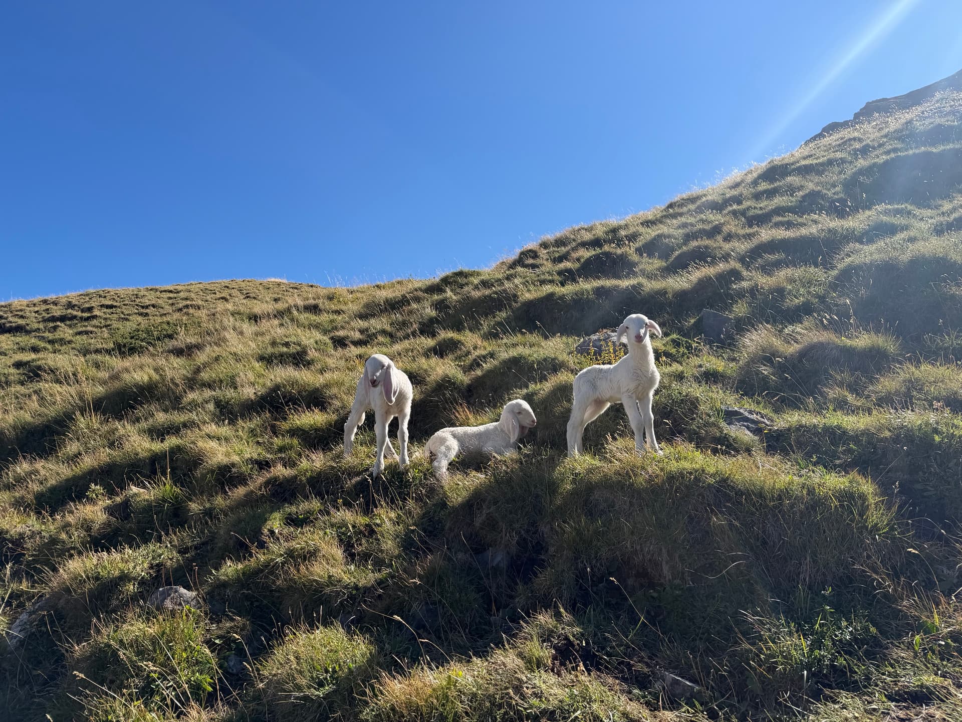 White lambs on a sunlit grassy mountain slope under a blue sky