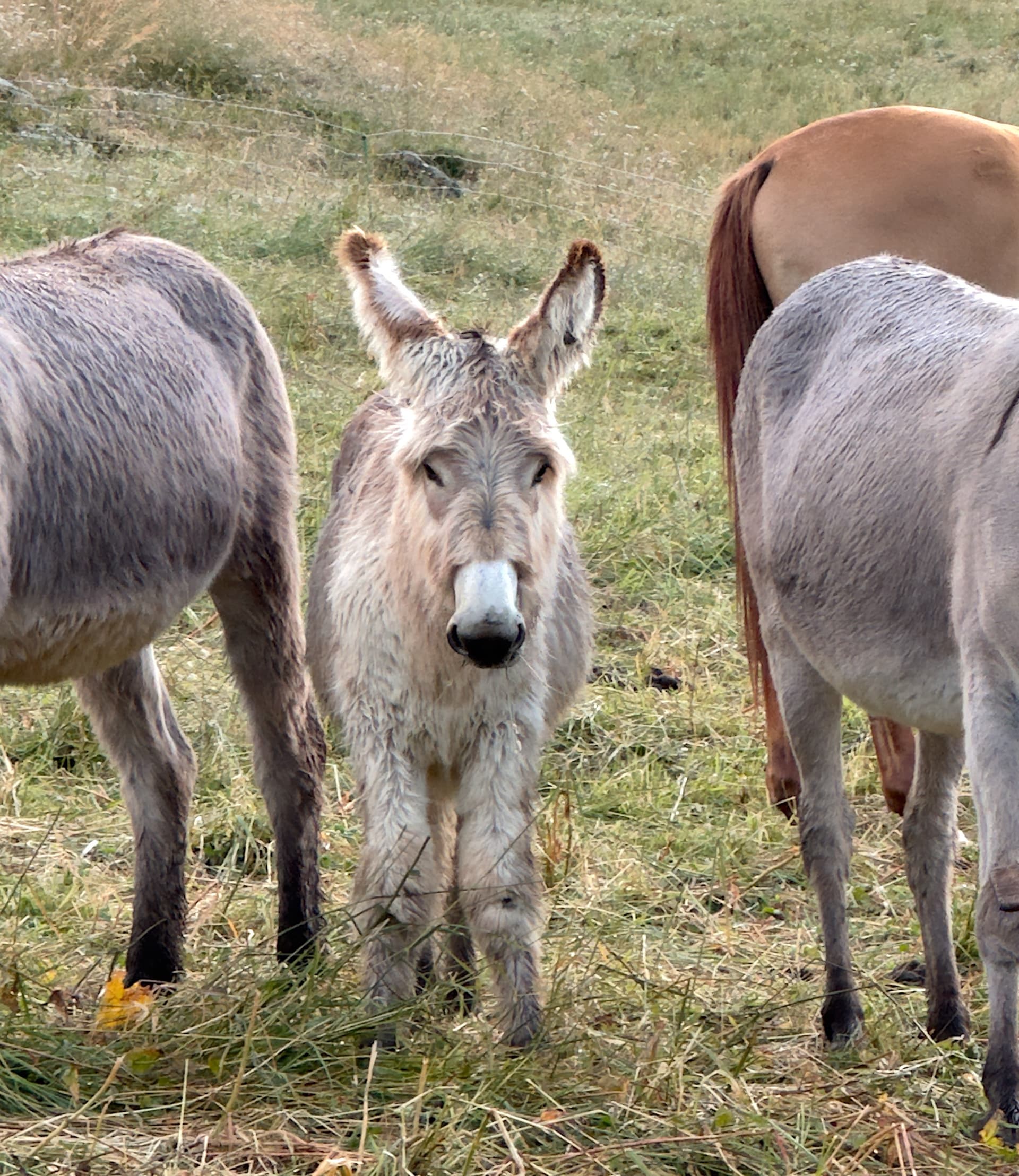 Curious donkey looking forward while standing in a grassy field with other donkeys