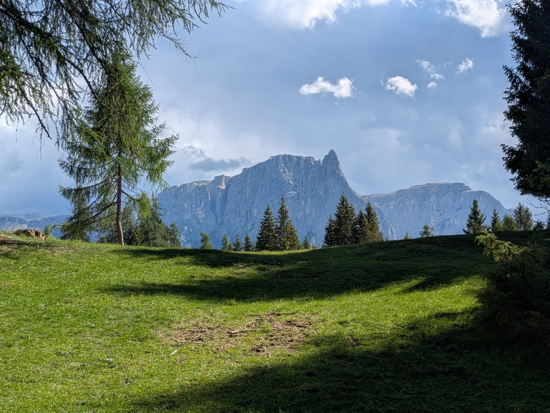 Larch meadow below Dolomite massif with pine trees and grassy hill